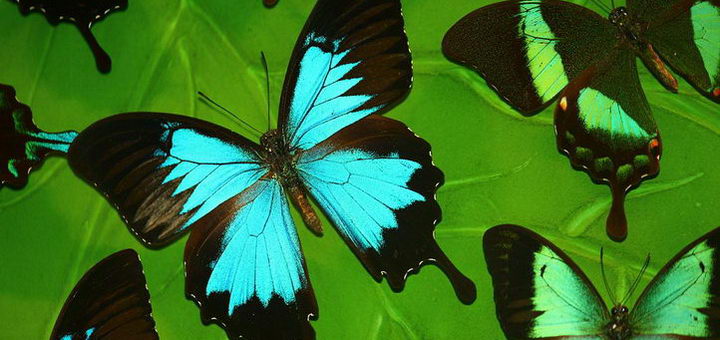 Долина бабочек на Родосе